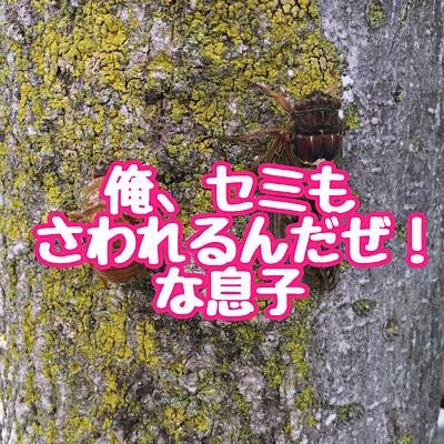 俺、セミも触れるんだぜ！な息子