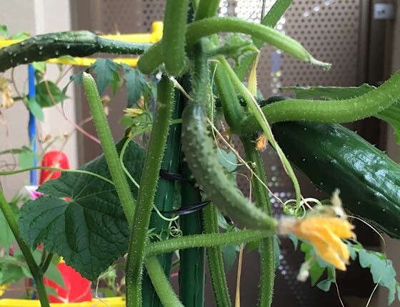 秋採れきゅうりの小さい実がつく