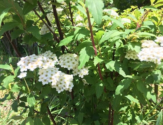 明るい広場で祖父母と久しぶりの再会