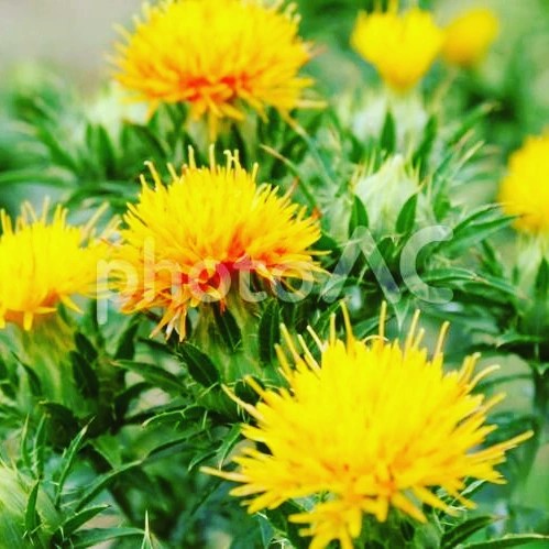 紅花栄 べにばなさかう Imacocoenの いまここ