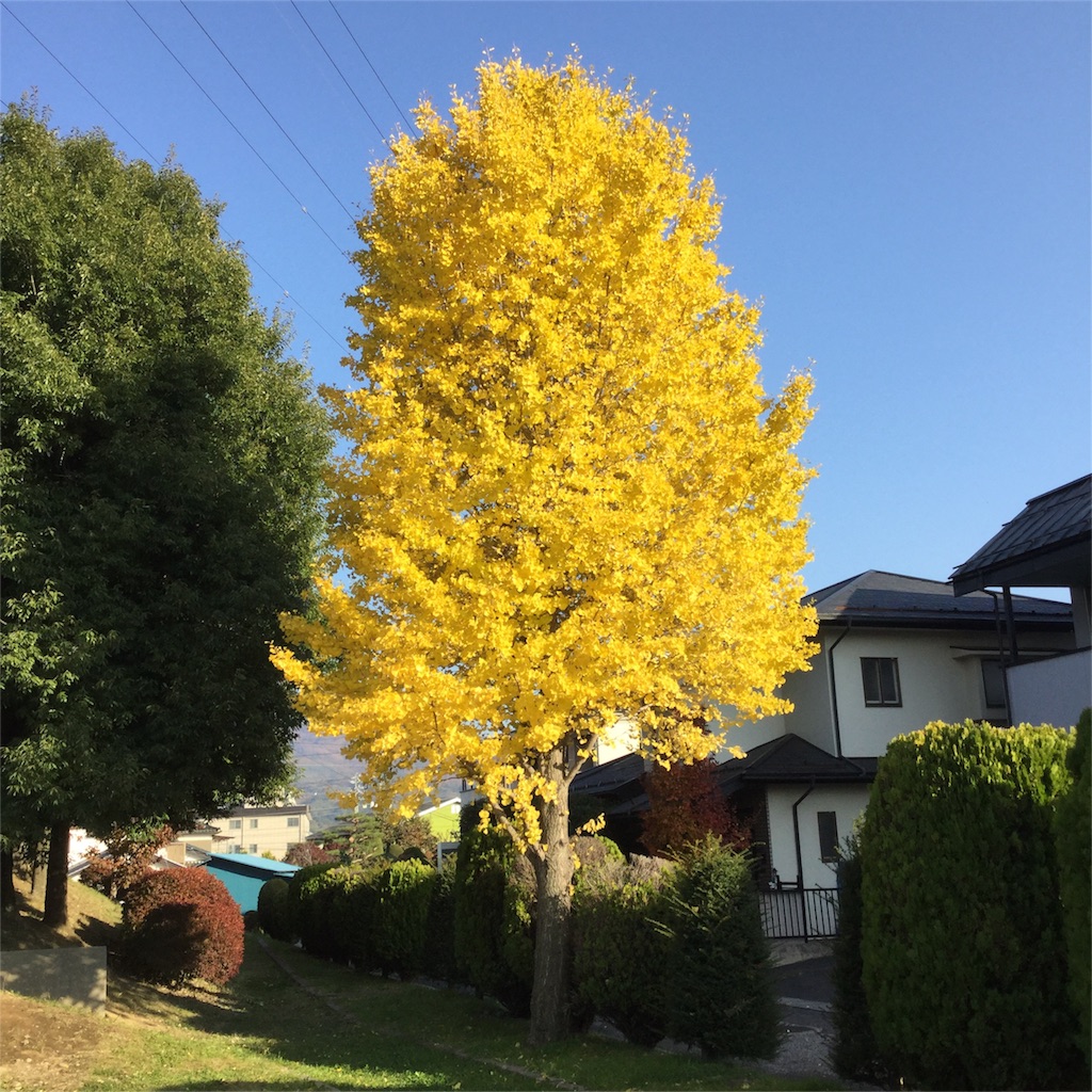 f:id:imacocolife:20161107153718j:image f:id:imacocolife:20161107153718j:image