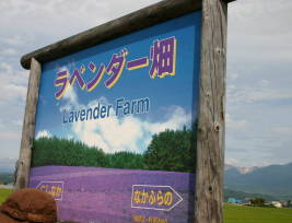 Lavenderfarm