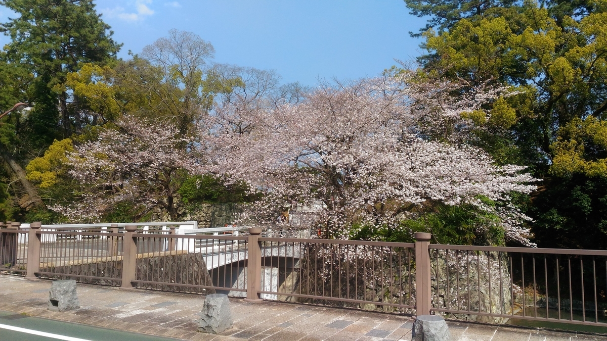 ここだけは見たい駿府城公園の桜 静岡ケアマネ介護士ハイカイのススメ