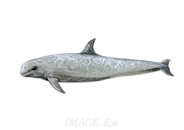 日本ではクジラ でも英語圏ではイルカとされることが多いハナゴンドウ Imageeye Illust 日本ではクジラ でも英語圏ではイルカとされることが多いハナゴンドウ Imageeye Illust