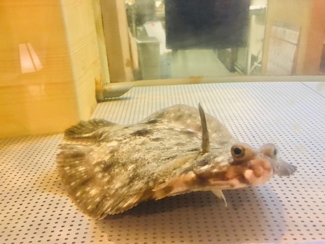 お店の看板魚ちゃんが水槽の中からご挨拶