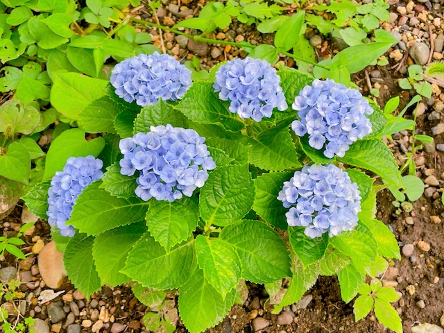 プリンス芝公園内で見つけた紫陽花の赤ちゃん