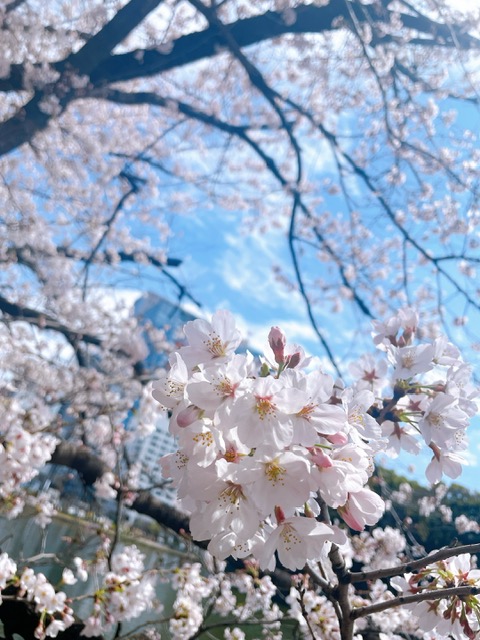 皇居沿いの桜:枝垂桜