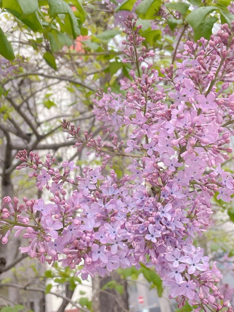 大通公園のライラック