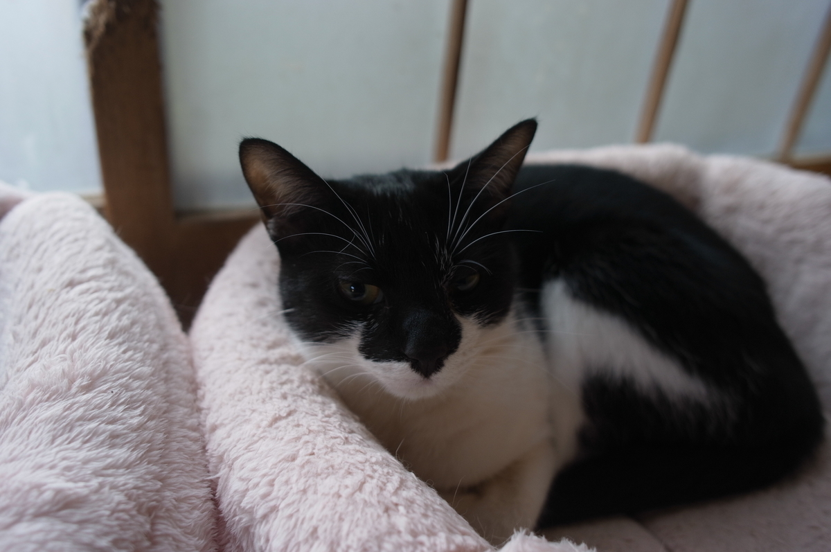 f:id:imahokocontact:20211209192651j:plain