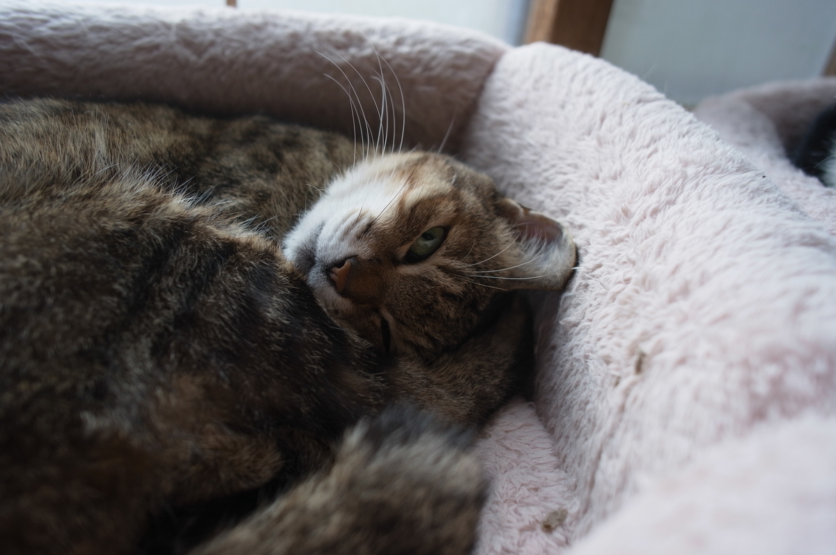 f:id:imahokocontact:20211209192906j:plain