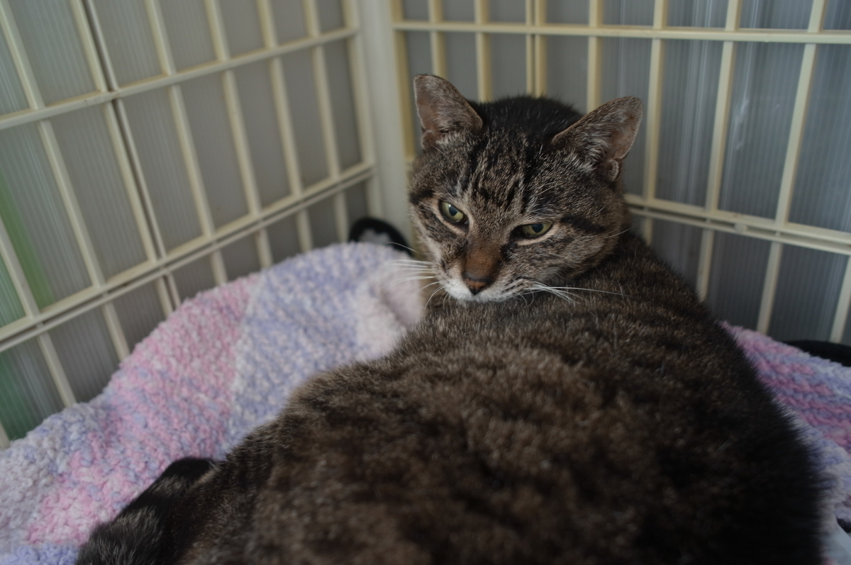 f:id:imahokocontact:20211209193008j:plain