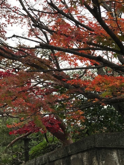 f:id:imaise-yoshikawa:20201129214725j:plain