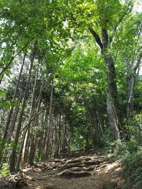 f:id:imakarayama:20201122173758j:image