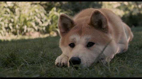 HACHI ー約束の犬