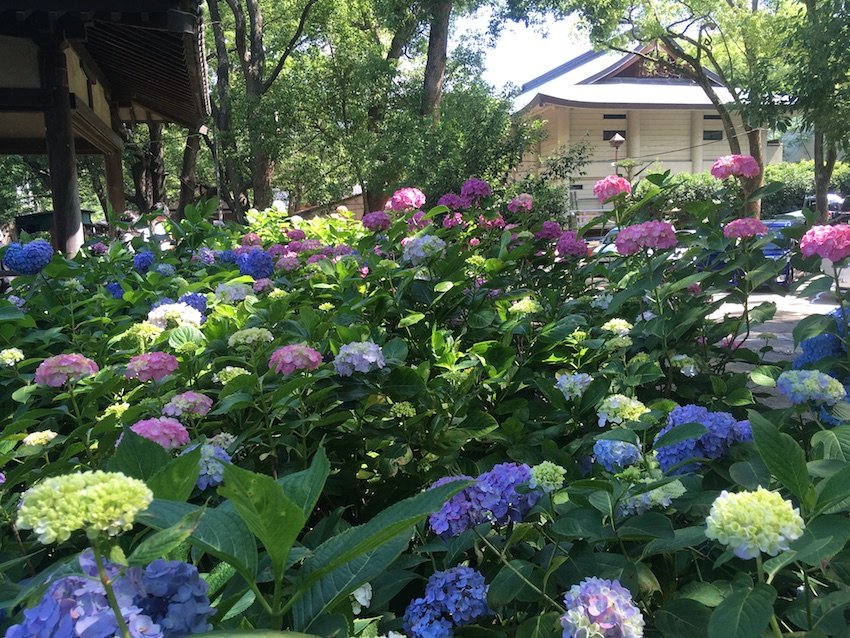 藤森神社,京都市伏見区の神社