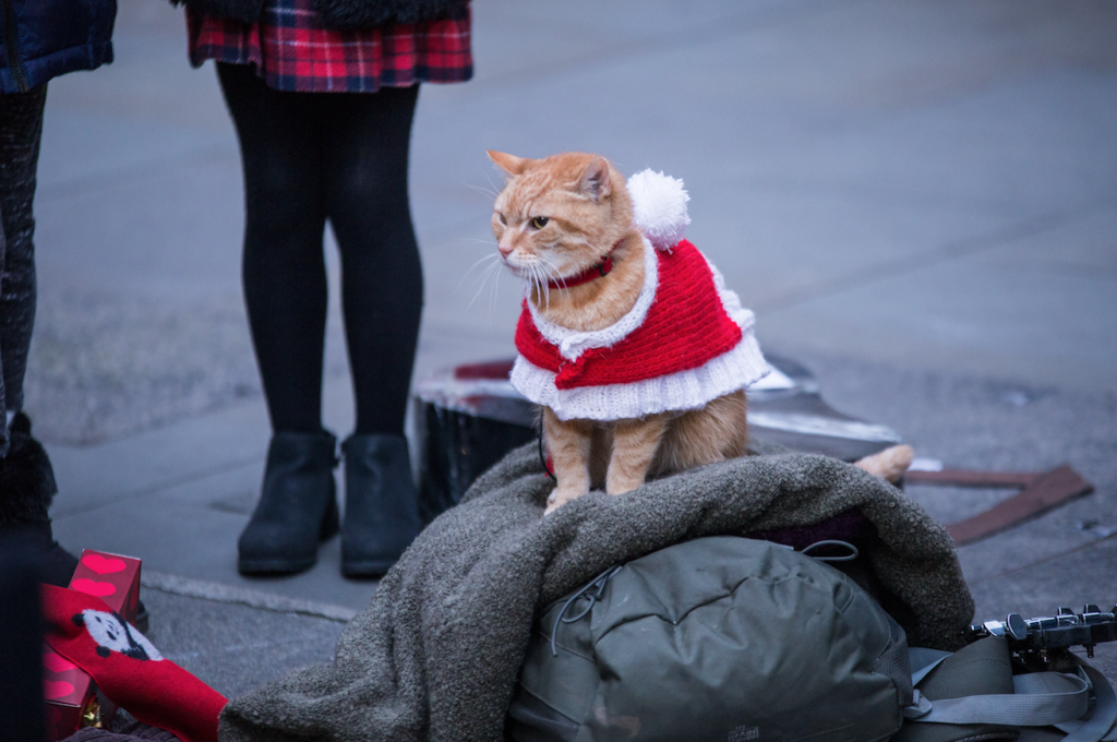 ボブという名の猫2 幸せのギフト（A Christmas Gift from Bob)