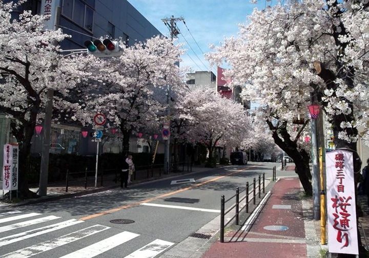 桜通りが無くなる！