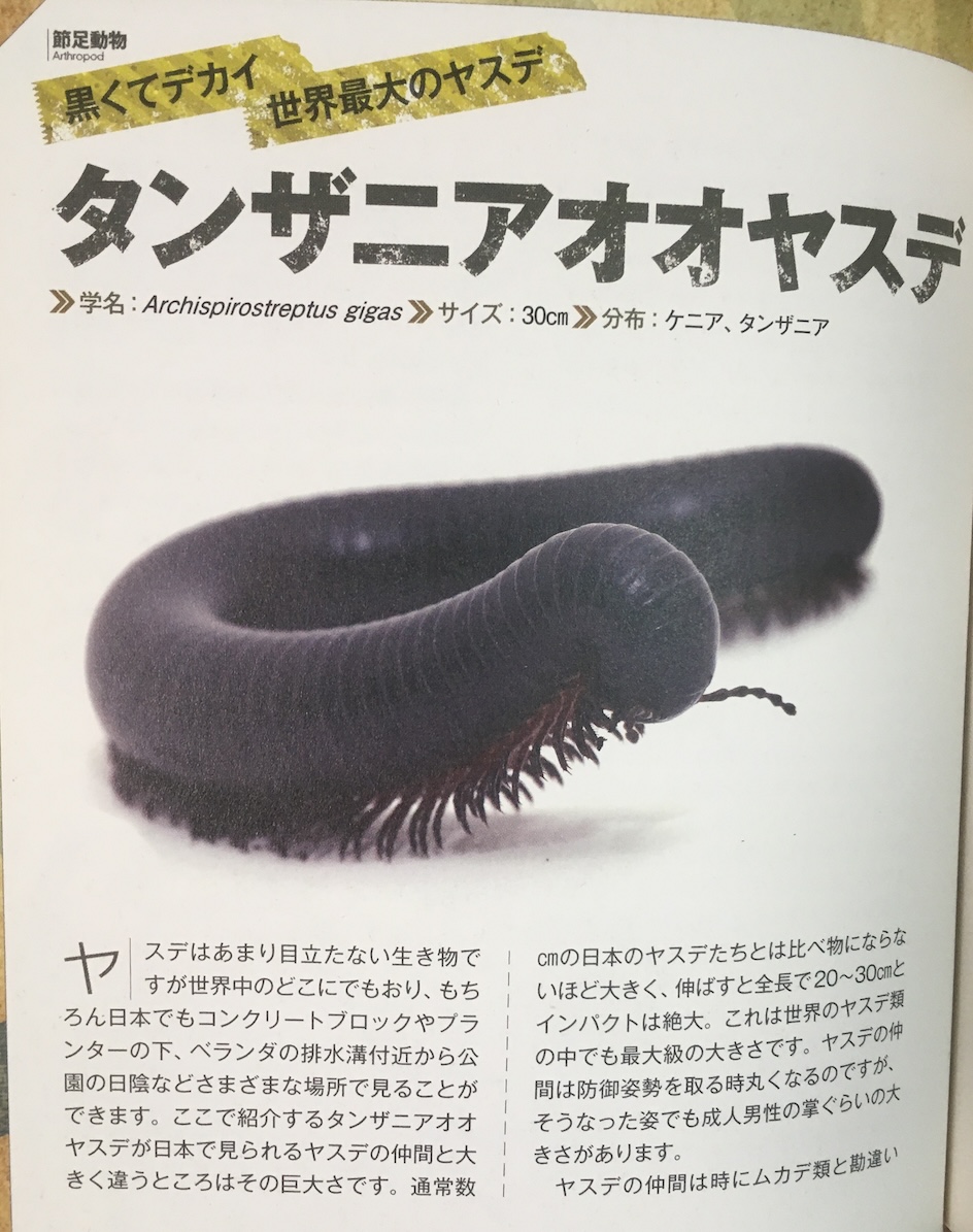 世界の奇虫図鑑：キモカワイイ虫たちに出会える、田邊拓哉