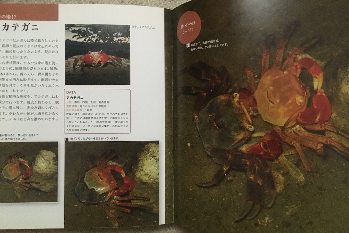 脱皮コレクション、岡島秀治：監修、新開孝・関慎太郎：写真