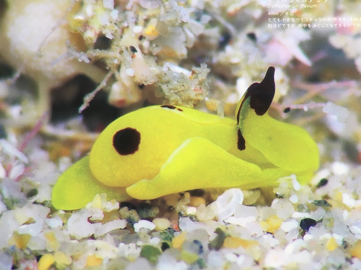 かわいいウミウシ、今本淳