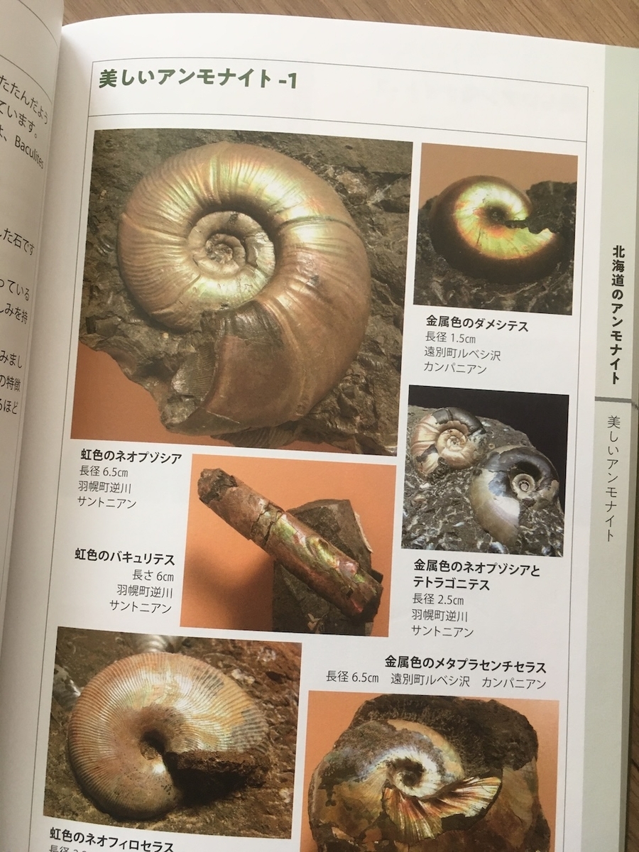 日本のアンモナイトー本でみるアンモナイト博物館,大八木和久
