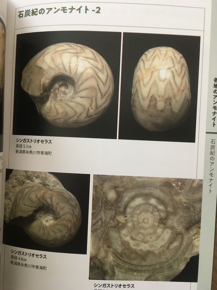 日本のアンモナイトー本でみるアンモナイト博物館,大八木和久