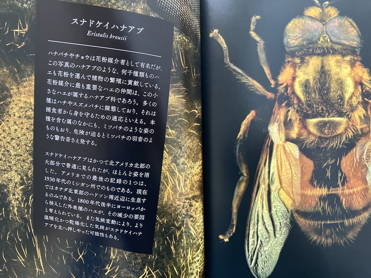 絶滅危惧昆虫図鑑 (NATIONAL GEOGRAPHIC),レヴォン・ビス：写真・丸山宗利：監修