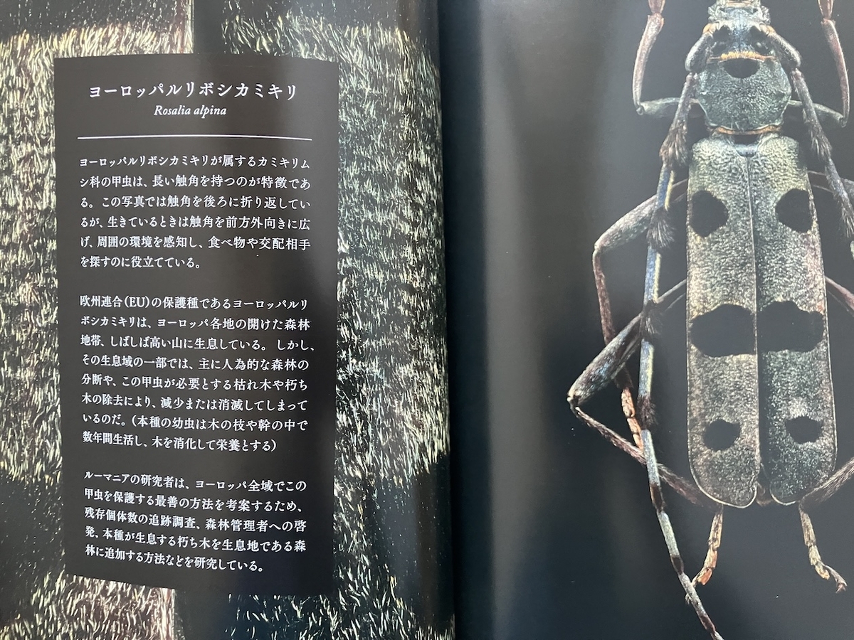 絶滅危惧昆虫図鑑 (NATIONAL GEOGRAPHIC),レヴォン・ビス：写真・丸山宗利：監修