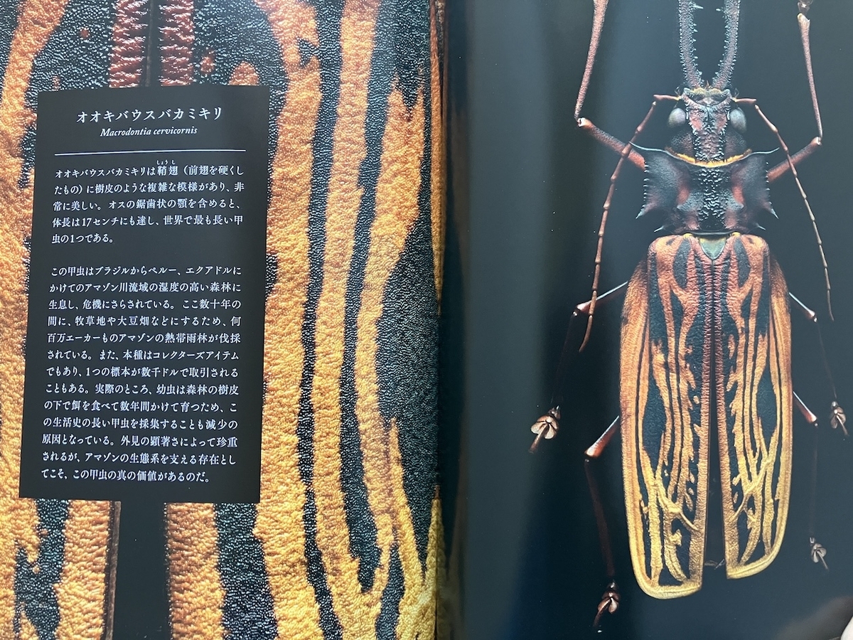 絶滅危惧昆虫図鑑 (NATIONAL GEOGRAPHIC),レヴォン・ビス：写真・丸山宗利：監修