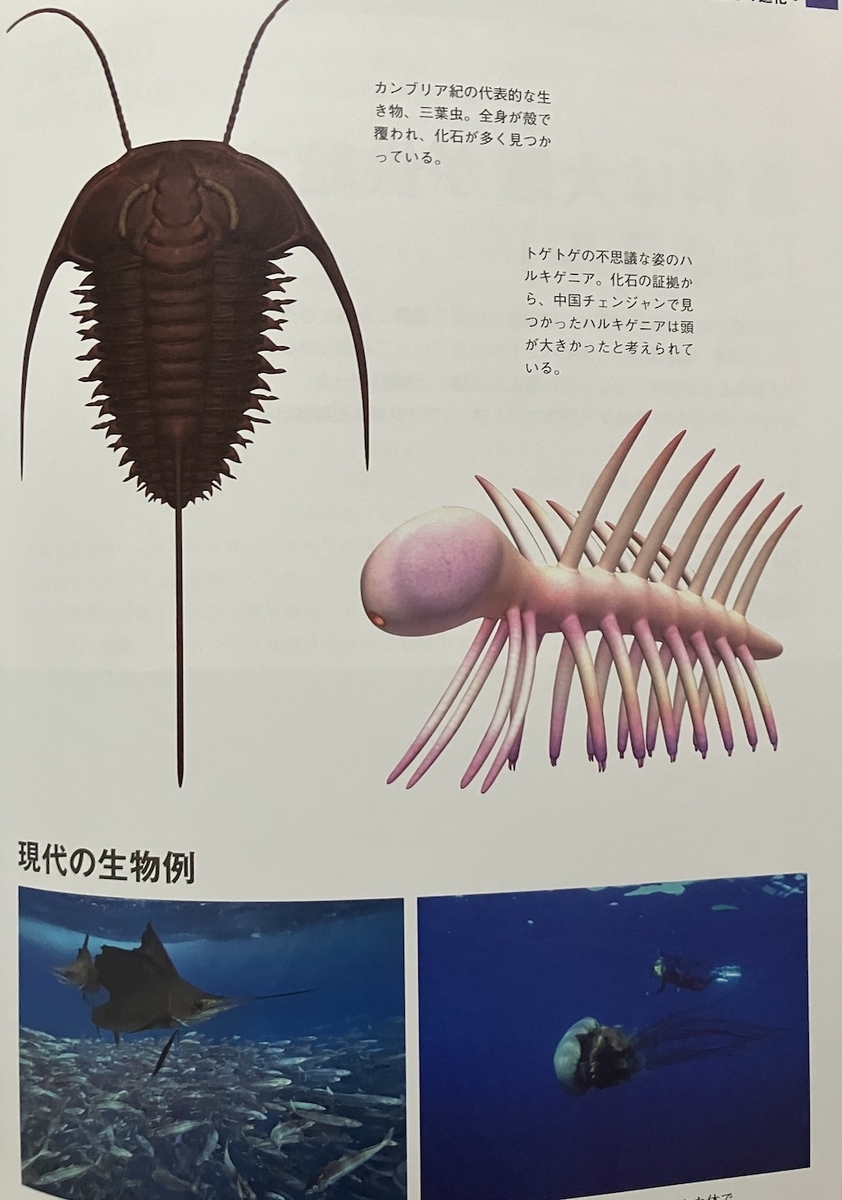 生命大進化第1集,生き物の原型が作られた(古生代~中生代 三畳紀),植田和貴