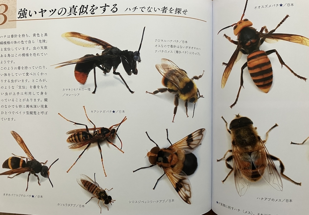 ダマして生きのびる,虫の擬態,海野和男