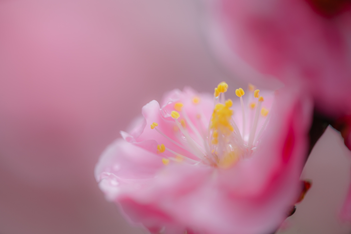 f:id:imasara3:20200314141109j:plain f:id:imasara3:20200314141109j:plain