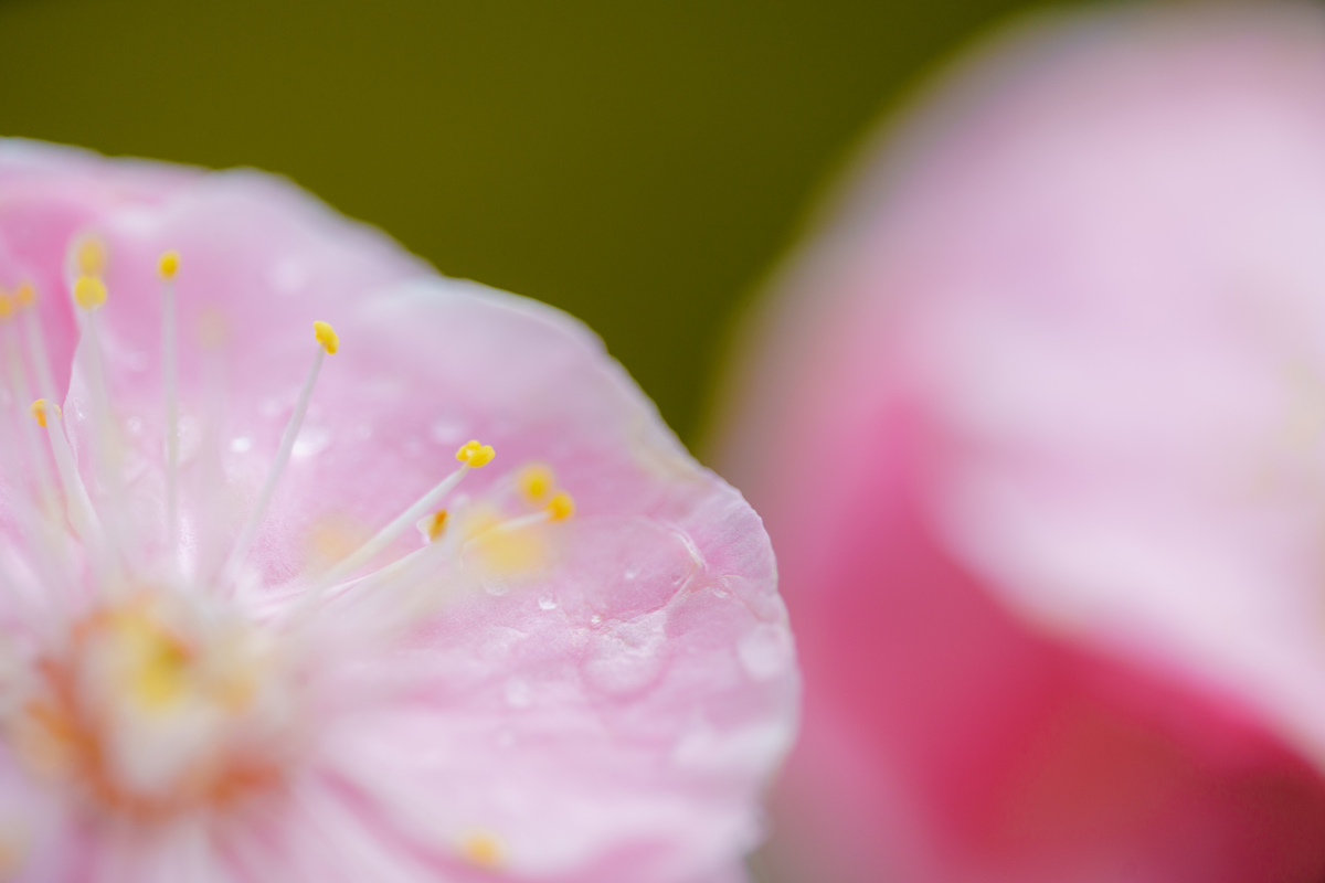 f:id:imasara3:20200314141827j:plain f:id:imasara3:20200314141827j:plain