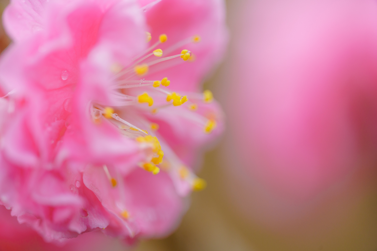 f:id:imasara3:20200314142131j:plain f:id:imasara3:20200314142131j:plain