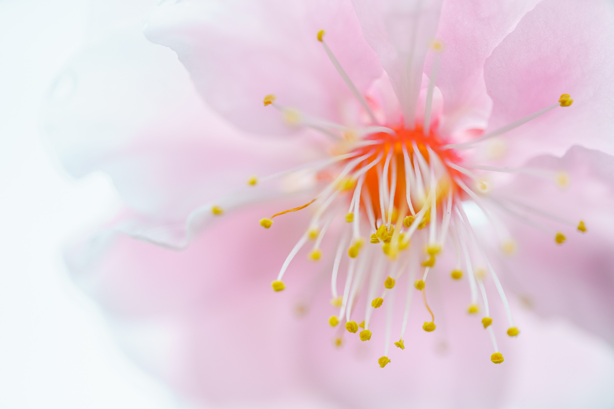 f:id:imasara3:20200314142529j:plain f:id:imasara3:20200314142529j:plain