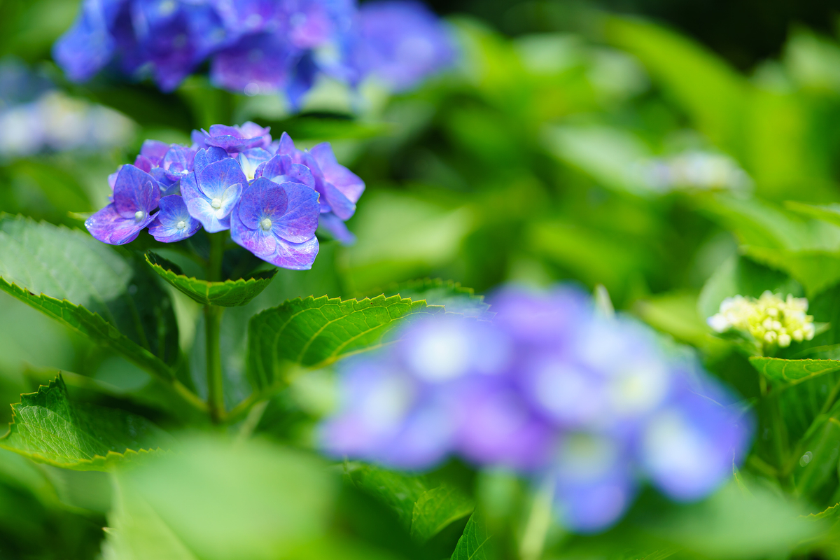 f:id:imasara3:20200614234114j:plain f:id:imasara3:20200614234114j:plain