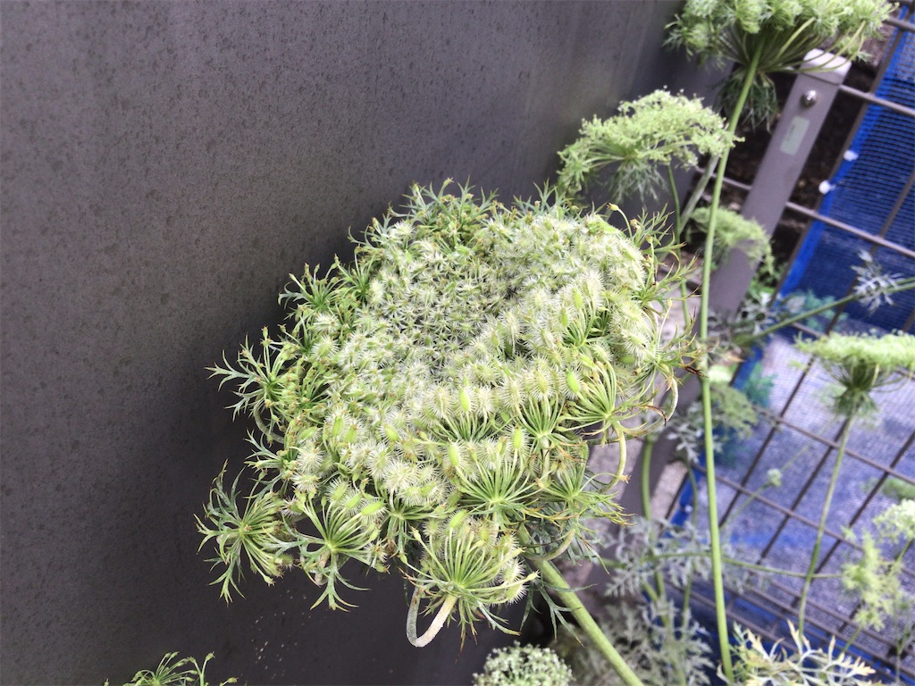 f:id:imaterasu:20210713134900j:image