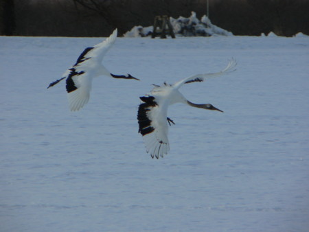f:id:imawac:20110211153524j:image