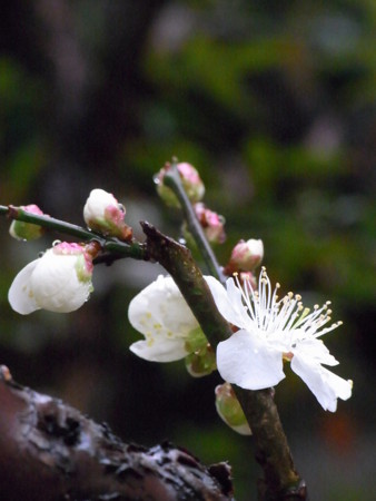 f:id:imawac:20110228093115j:image