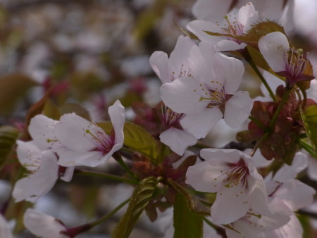 f:id:imawac:20110526123127j:image