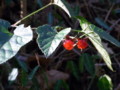 f:id:imawac:20120103100928j:image:medium