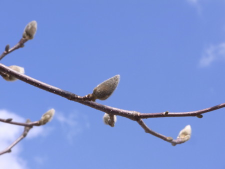 f:id:imawac:20120314122106j:image:w240