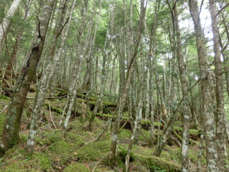 f:id:imawac:20130804120837j:image:w240 f:id:imawac:20130804120837j:image:w240