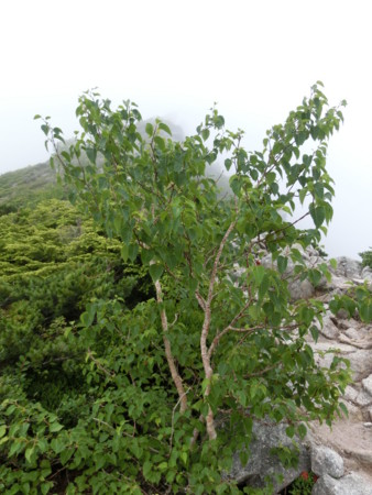 f:id:imawac:20130804142338j:image:w240
