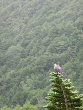 f:id:imawac:20130804143221j:image:w200