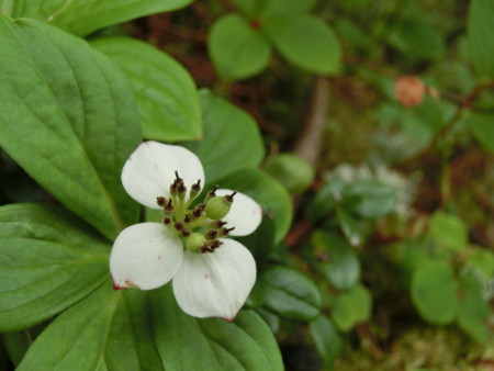 f:id:imawac:20130804154451j:image:w360