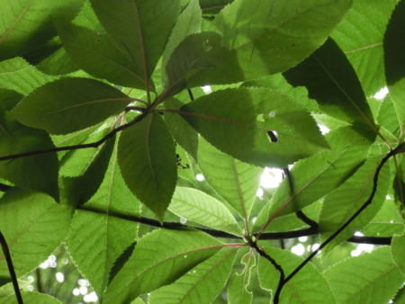 f:id:imawac:20130805073843j:image:w360