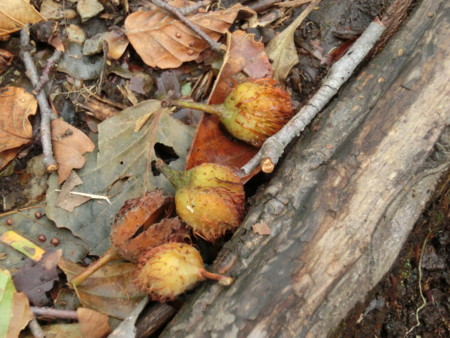 f:id:imawac:20131004104937j:image:w240