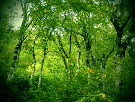 f:id:imawac:20131004105818j:image:w360
