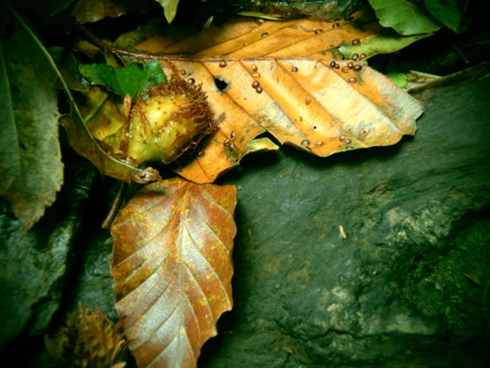 f:id:imawac:20131004105928j:image:w360